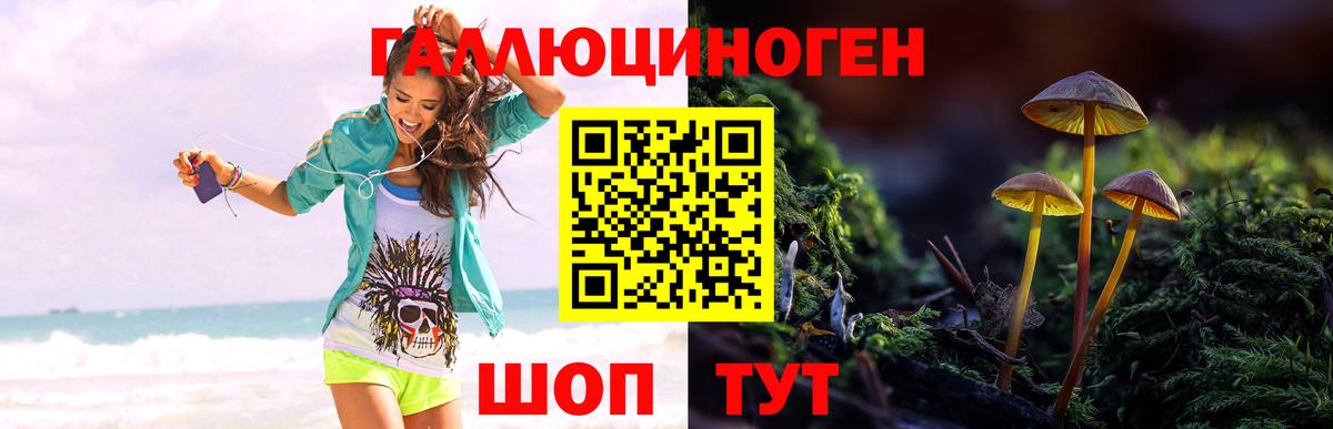 Галлюциногенные грибы Psilocybe Медногорск